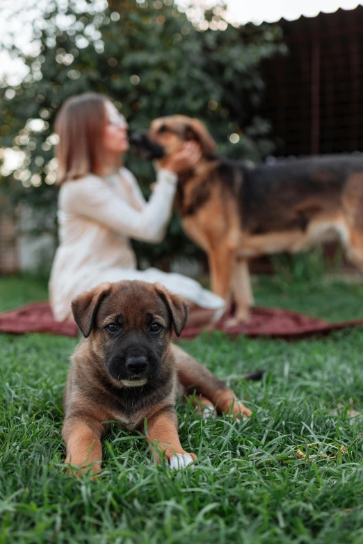 a woman sitting in the grass with a dog, puppies, square, unsplash photo contest winner, german shepherd