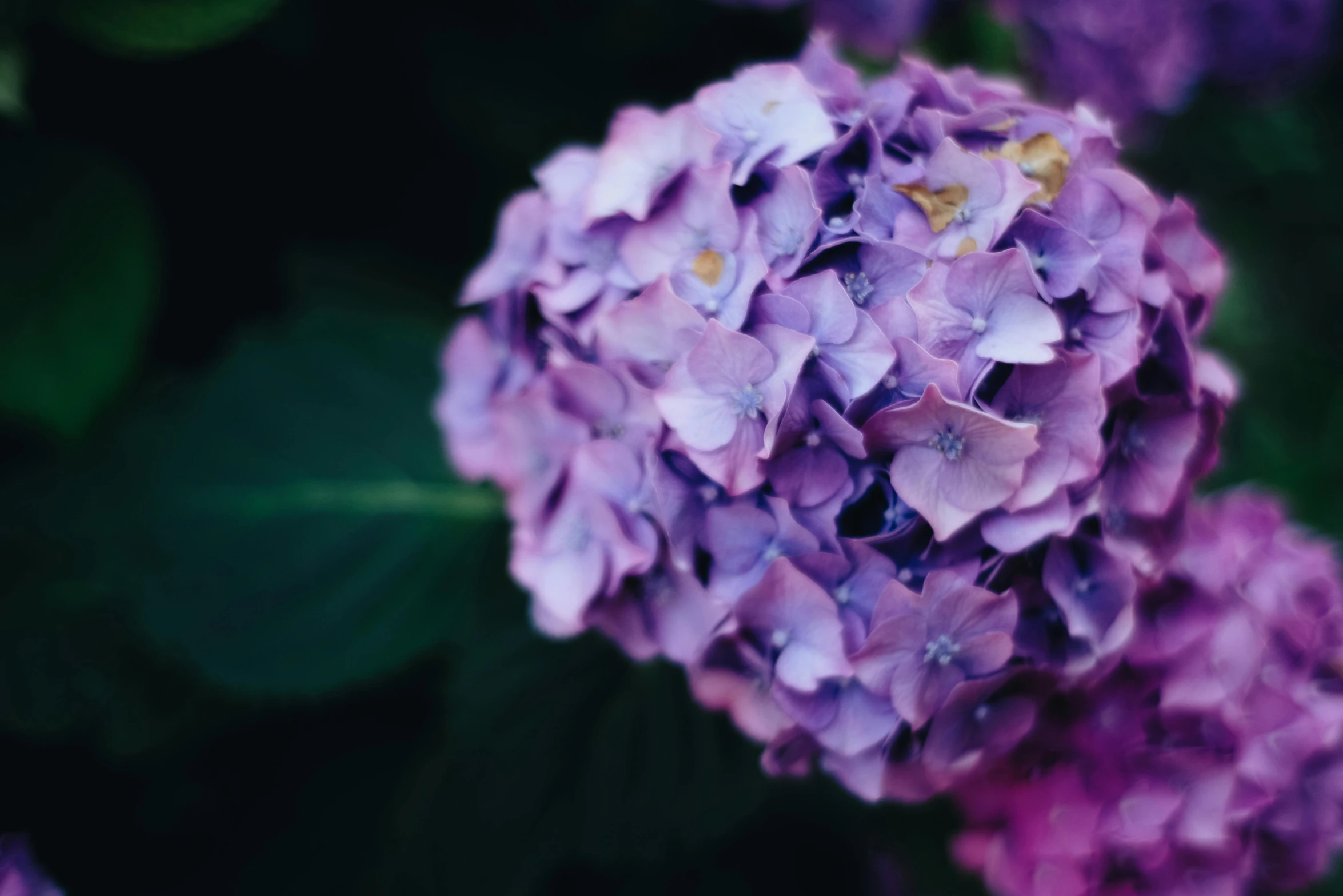 a close up of a bunch of purple flowers, unsplash, hydrangea, instagram post, color image, 7 0 mm photo