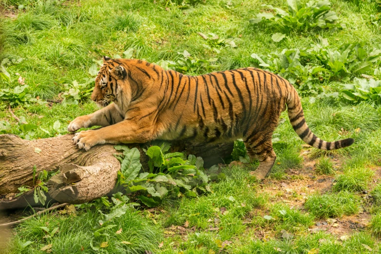 a tiger that is laying down in the grass, shutterstock, sumatraism, long trunk holding a wand, having a snack, on his hind legs, sitting on a log