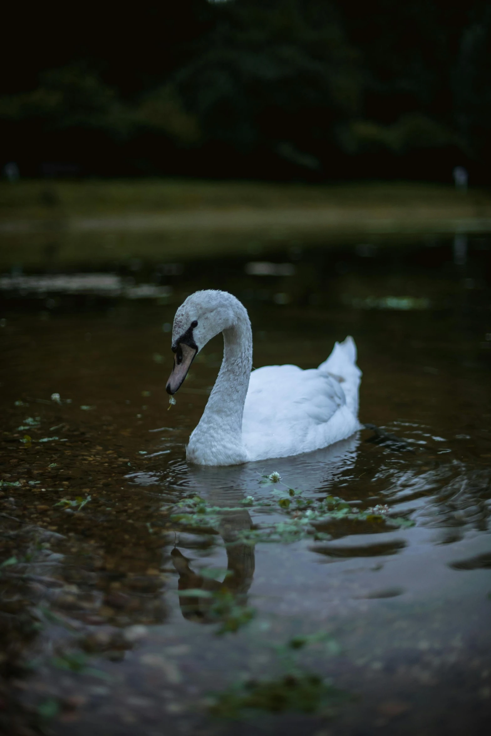 a white swan floating on top of a body of water, a picture, inspired by Elsa Bleda, unsplash, renaissance, low quality photo, late summer evening, 4 k cinematic photo, portra 8 0 0 ”