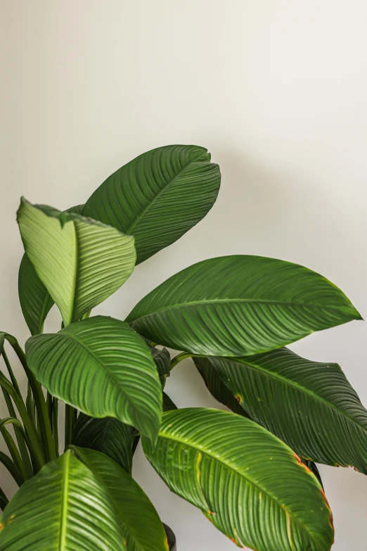 a close up of a potted plant on a table, large leaves, viewed from the side, plants allover, tall