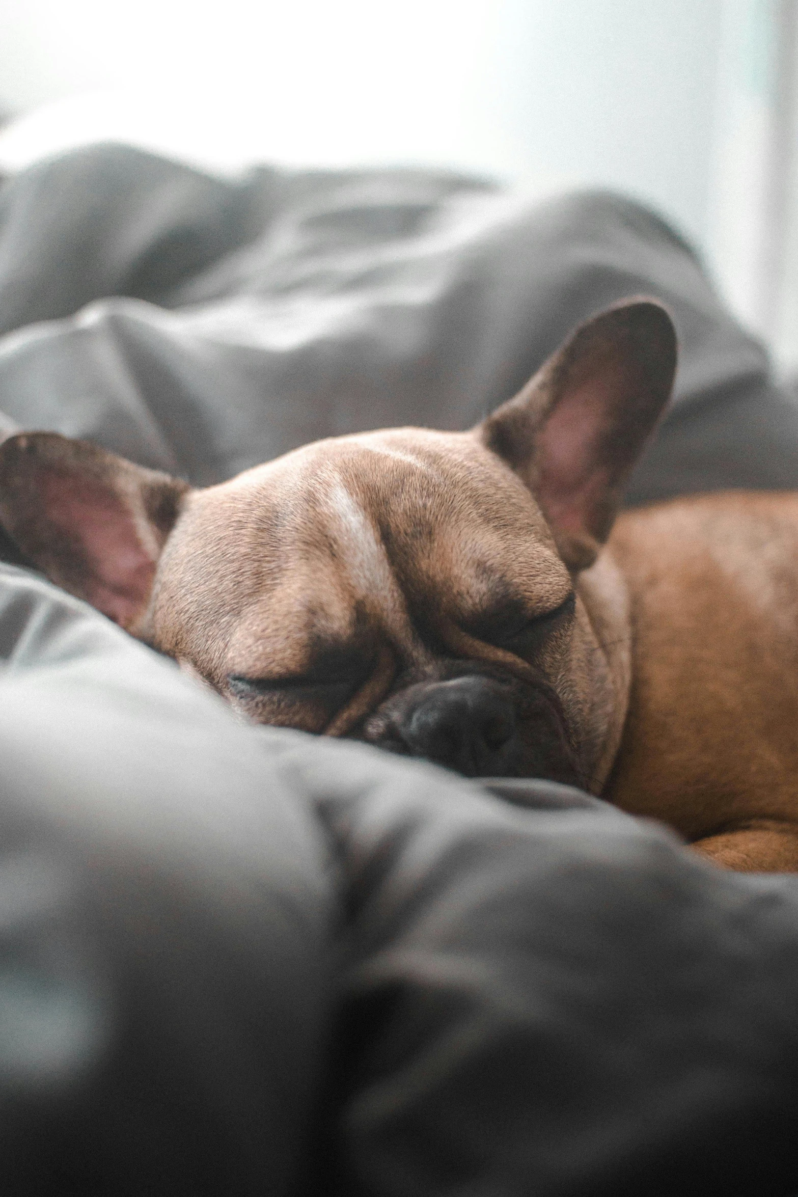 a small brown dog laying on top of a bed, by Adam Marczyński, trending on unsplash, french bulldog, asleep, close up portrait shot, foam