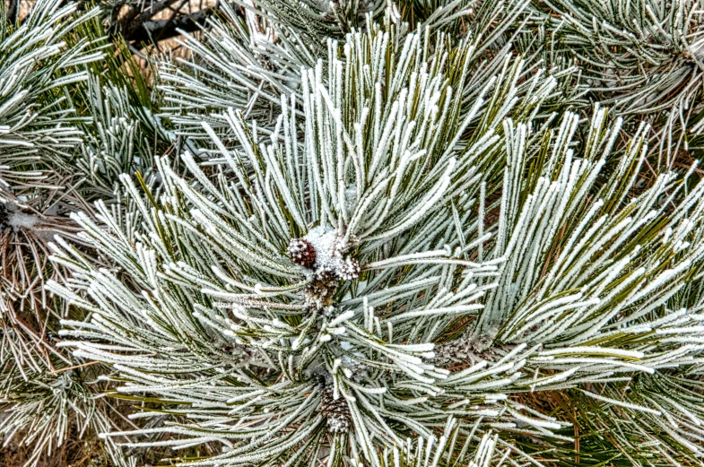 a close up of a pine tree with snow on it, inspired by Arthur Burdett Frost, precisionism, new mexico, cold as ice! 🧊, hdr detail, 1505