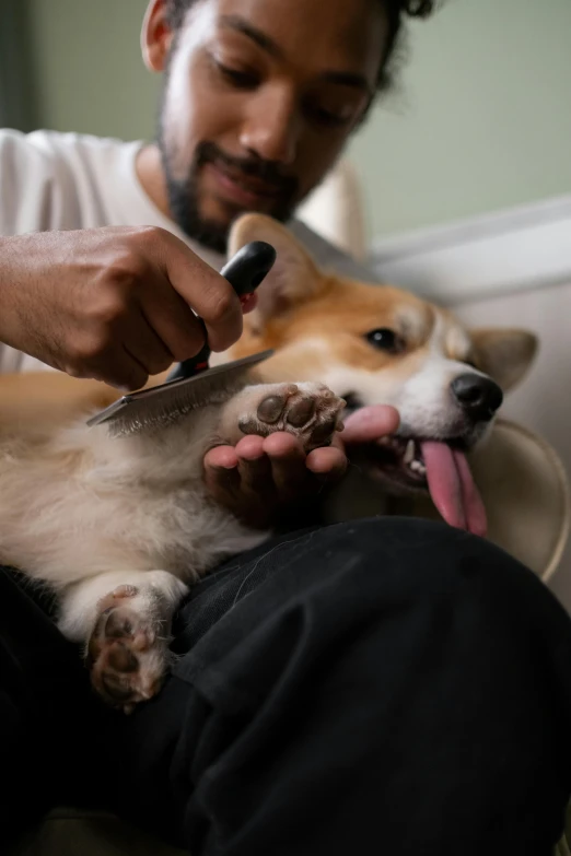 a man cutting a dog's hair with a pair of scissors, trending on pexels, cute corgi, creating a soft, cheeks, ap