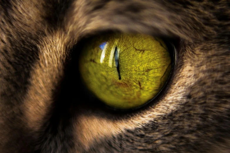 a close up of a cat's yellow eye, a macro photograph, by Julia Pishtar, trending on unsplash, domestic caracal, highly detailed image, instagram picture, national geographic photograph