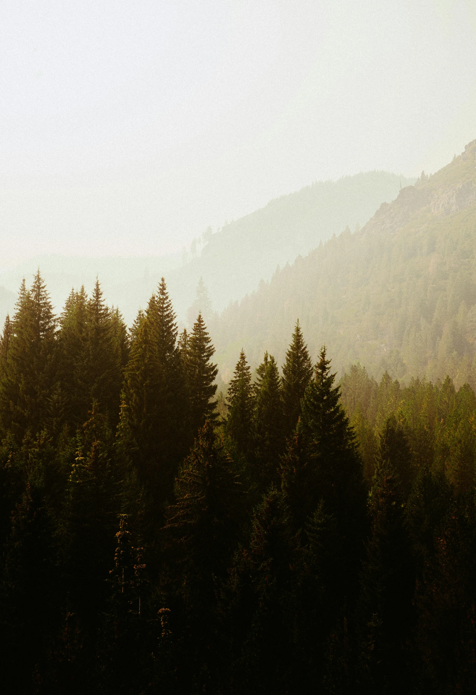 a herd of cattle grazing on top of a lush green field, inspired by Elsa Bleda, unsplash contest winner, romanticism, in a foggy redwood forest, glacier national park, late summer evening, sparse pine trees