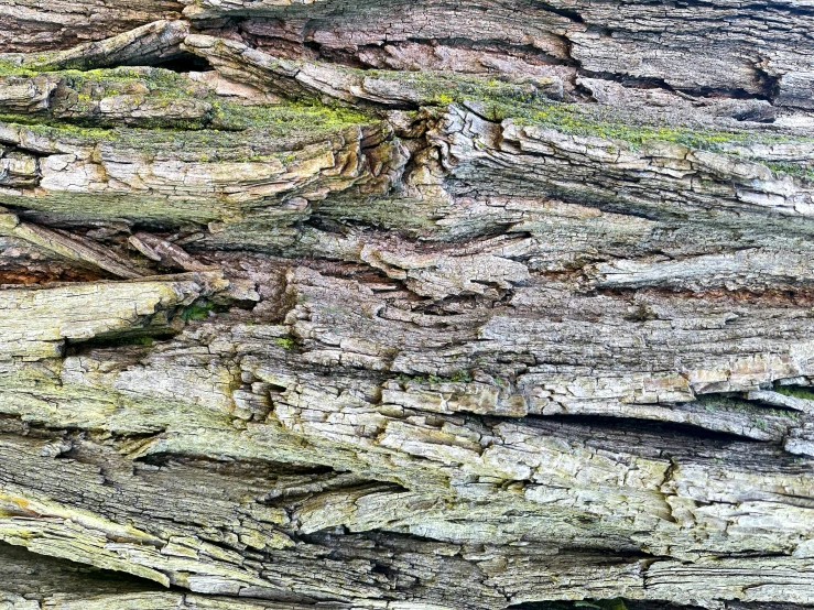 a close up of the bark of a tree, by Jan Rustem, visual art, detailed digital artwork, panels, outdoor photo, wood effect
