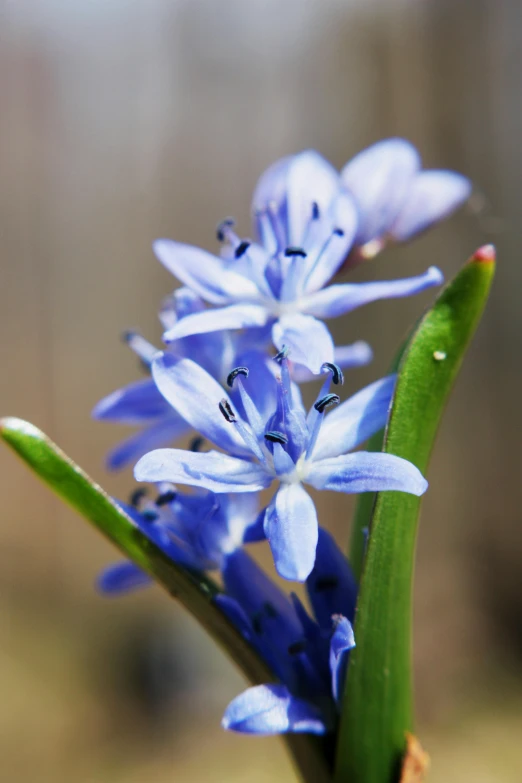 a close up of a blue flower on a stem, hyacinth blooms surround her, slide show, no cropping, exterior