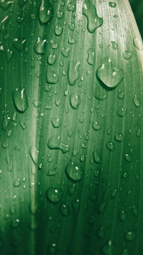 a green leaf with water droplets on it, an album cover, inspired by Elsa Bleda, pexels, corn, thumbnail, monocolor, sustainable materials