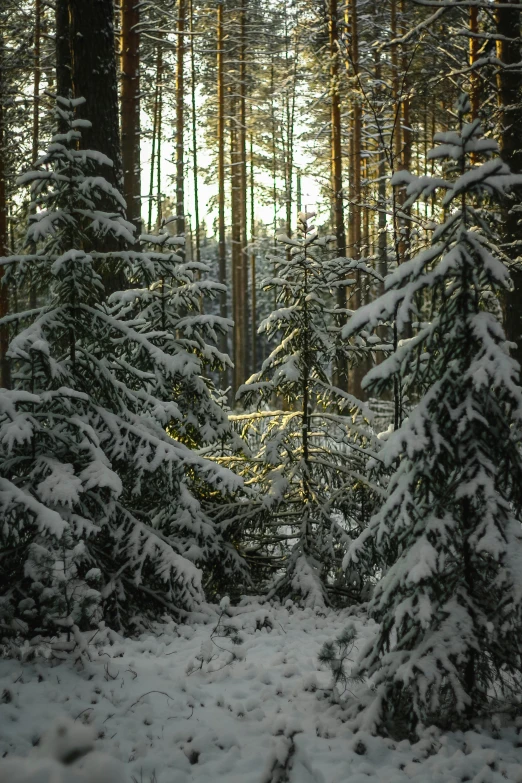 a forest filled with lots of snow covered trees, paul barson, soft light - n 9, espoo, large trees