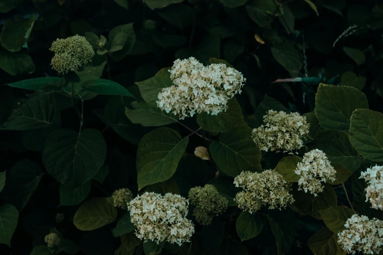 a bush of white flowers with green leaves, inspired by Elsa Bleda, unsplash, shot on hasselblad, fan favorite, hydrangea, moody evening light