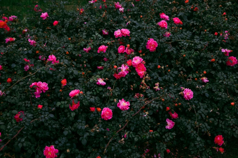 a bush filled with lots of pink flowers, an album cover, inspired by Elsa Bleda, unsplash, black roses, deep lush vivid colors, taken on iphone 14 pro, dark