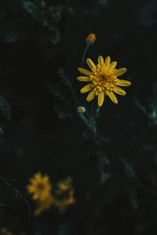 a yellow flower sitting on top of a lush green field, inspired by Elsa Bleda, unsplash contest winner, with a black dark background, chrysanthemum eos-1d, low quality photo, alessio albi