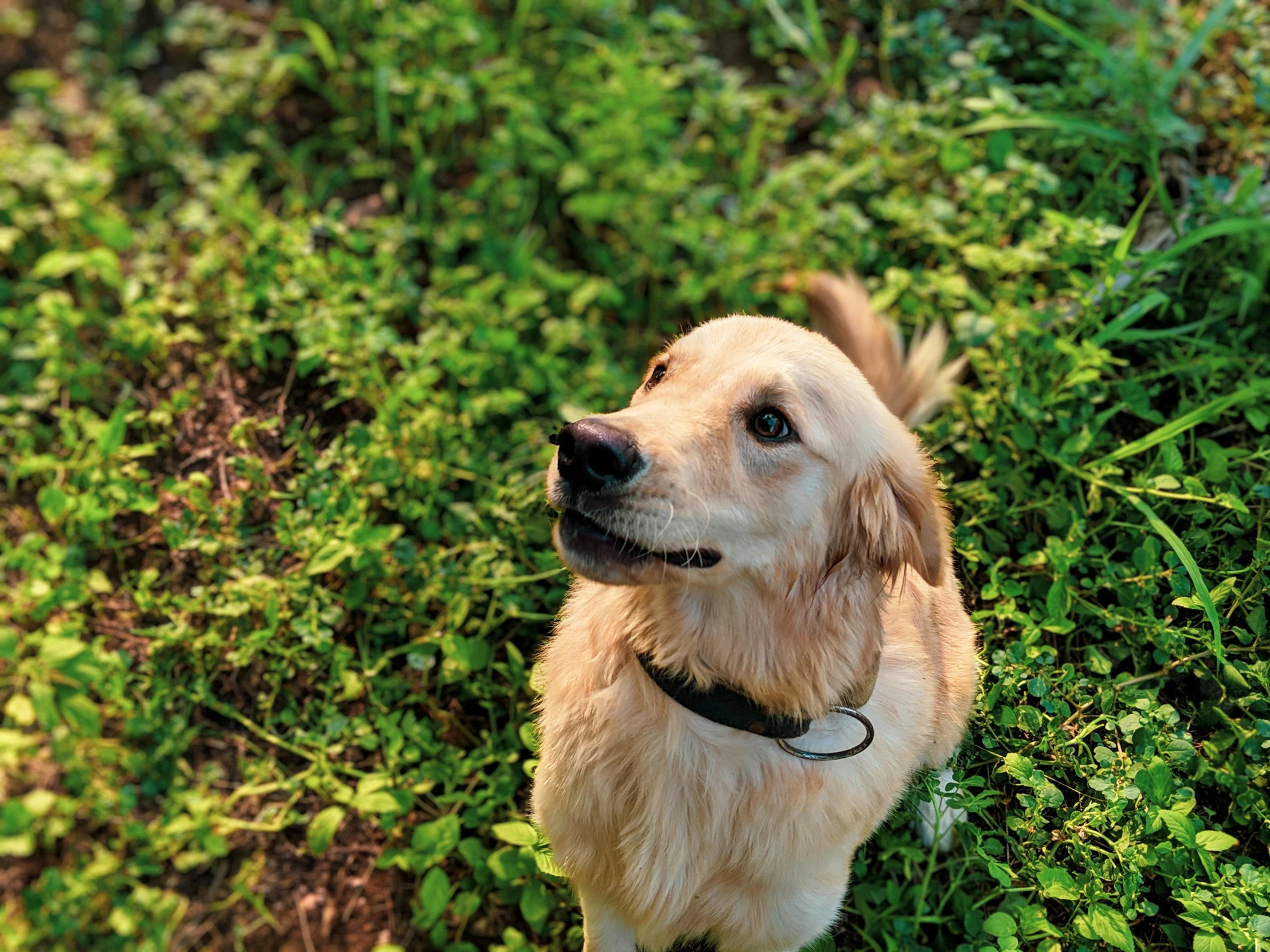 a dog that is standing in the grass, an album cover, pexels, golden, a high angle shot, it\'s name is greeny, detailed high resolution