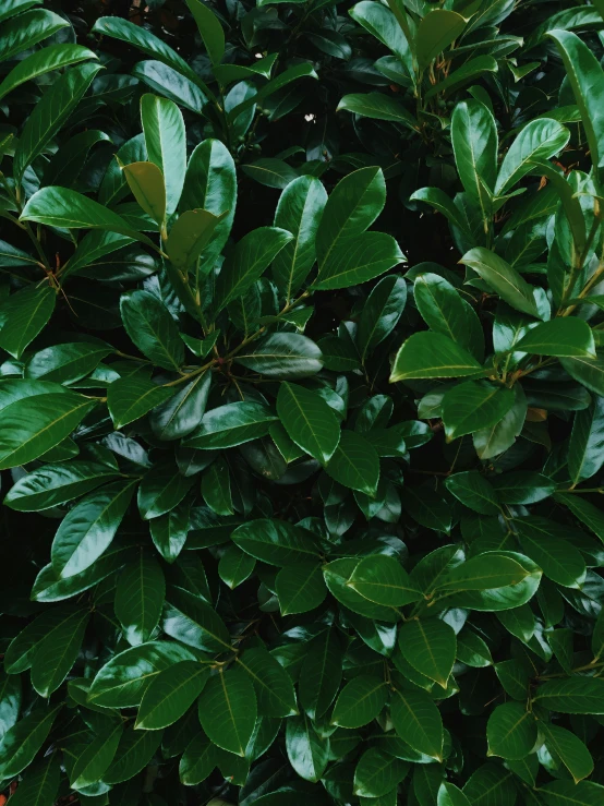 a red fire hydrant sitting next to a lush green bush, an album cover, inspired by Thomas Struth, trending on pexels, hurufiyya, magnolia big leaves and stems, ( ( dark green, closeup 4k, seen from straight above