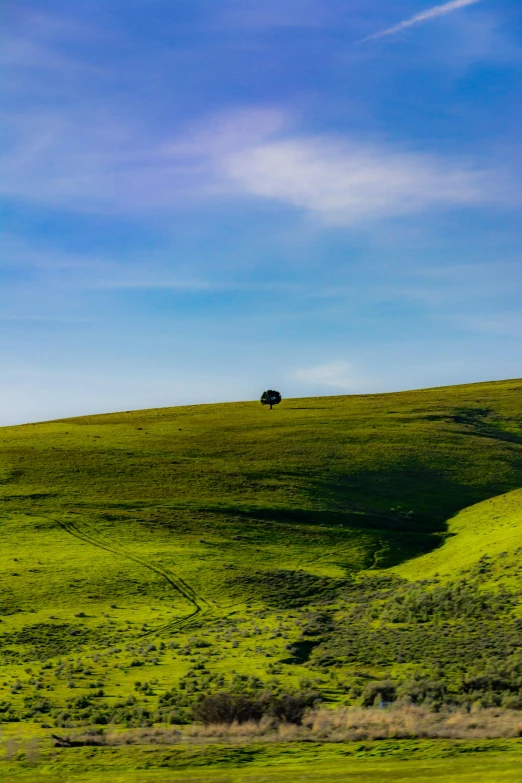 a lone tree sitting on top of a lush green hillside, unsplash contest winner, color field, central california, 4 k ”, minimalist, 2019 trending photo