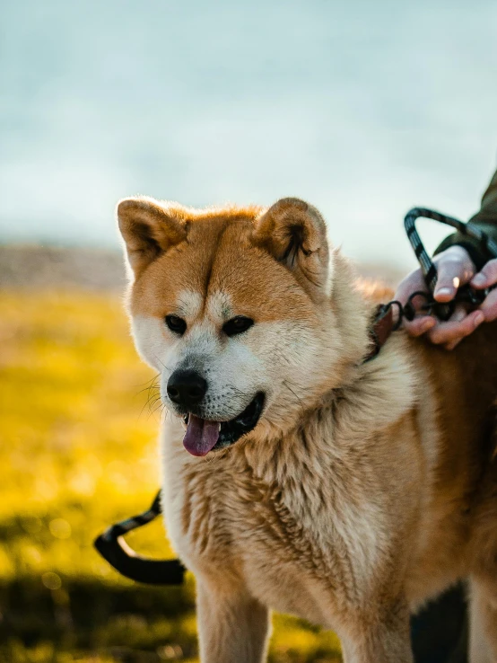 a close up of a person holding a dog on a leash, unsplash, mingei, iceland, shiba inu dog, but very good looking”, cinematic