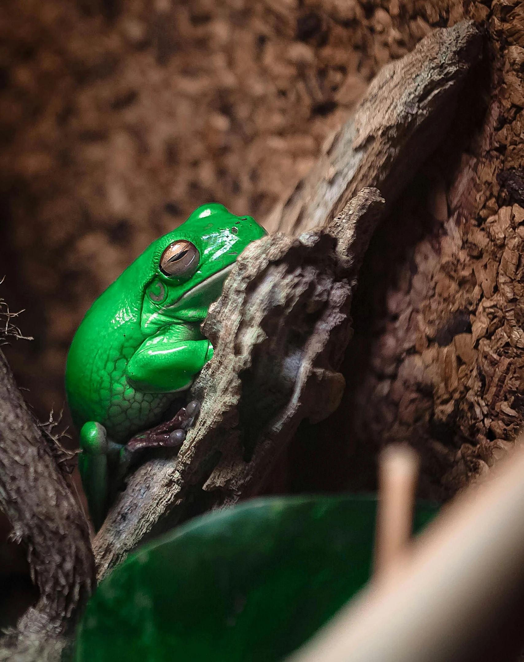 a green frog sitting on top of a tree branch, trending on unsplash, photorealism, in the zoo exhibit, biodome, sleepy, a brightly coloured