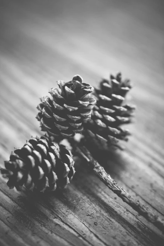 two pine cones sitting on top of a wooden table, a black and white photo, by Pamphilus, unsplash, ((trees)), tiny sticks, in 2 0 1 5, made of wood