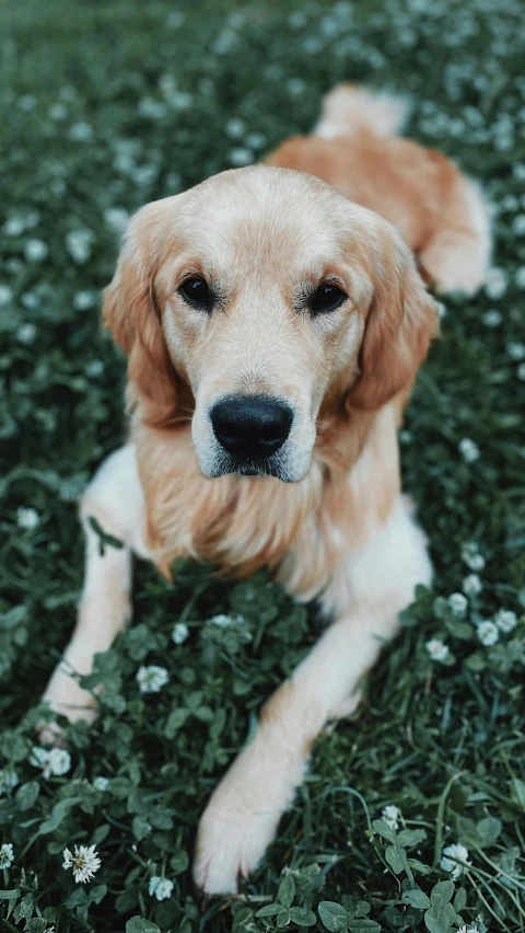 a dog that is laying down in the grass, pexels contest winner, smooth golden skin, high angle close up shot, 15081959 21121991 01012000 4k, golden retriever