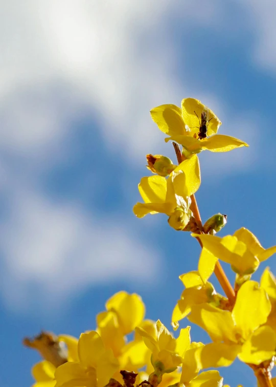 a bee on a yellow flower with a blue sky in the background, by David Simpson, slide show, avatar image, willow plant, surface hives