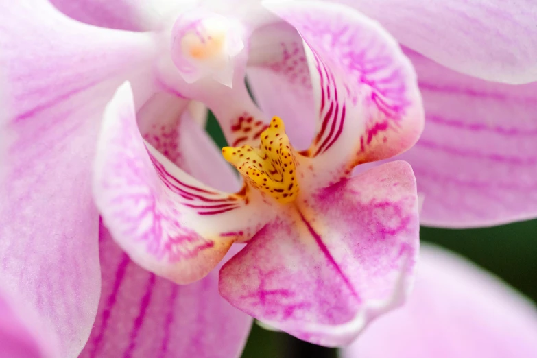 a close up of a pink flower with a yellow center, by Phyllis Ginger, pexels contest winner, moth orchids, highly ornamental, 🌸 🌼 💮, professional closeup photo