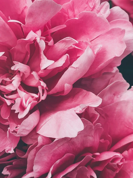 a close up of a bunch of pink flowers, lpoty, instagram post, ilustration, detailed product shot