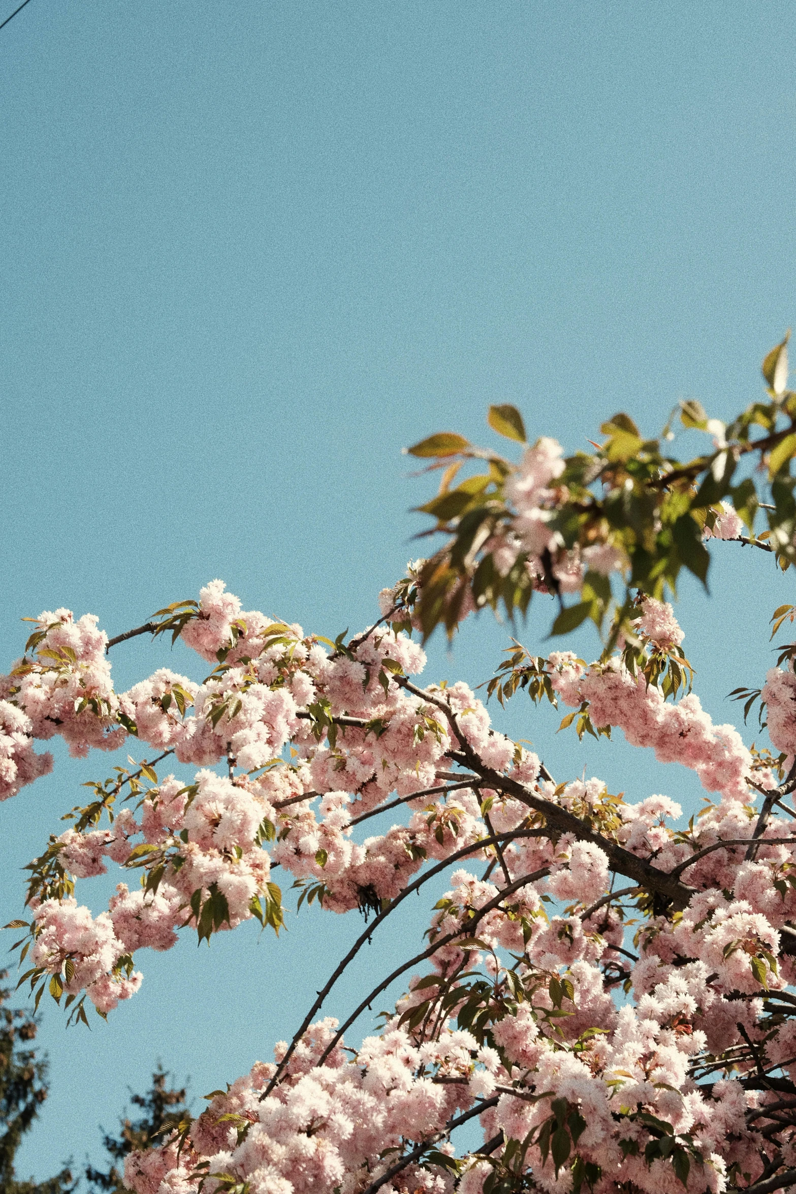 a street sign hanging off the side of a tree, by Niko Henrichon, trending on unsplash, romanticism, lush sakura, seen from below, cloudless sky, persephone in spring