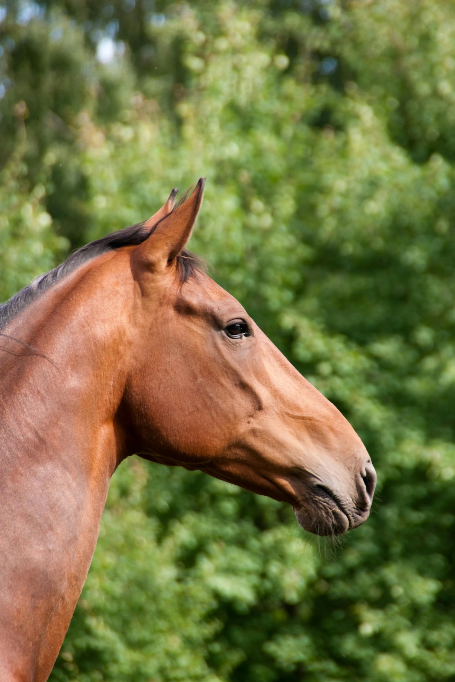 a brown horse standing on top of a lush green field, profile image, square nose, highly polished, slide show