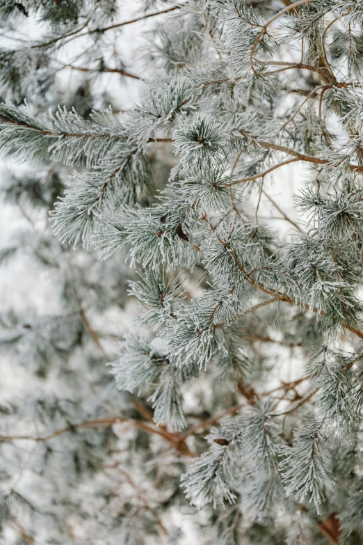 a close up of a tree with snow on it, silver，ivory, cedar, zoomed out shot, light grey mist