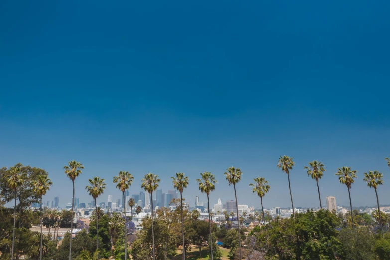 a view of a city with palm trees in the foreground, by Ryan Pancoast, unsplash contest winner, visual art, summer clear blue sky, westside, jc park, 2000s photo