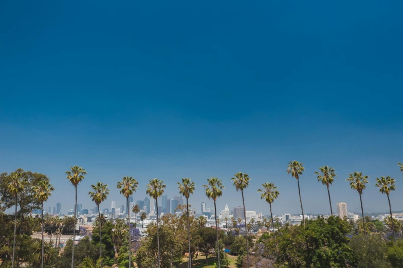 a view of a city with palm trees in the foreground, by Ryan Pancoast, unsplash contest winner, visual art, summer clear blue sky, westside, jc park, 2000s photo