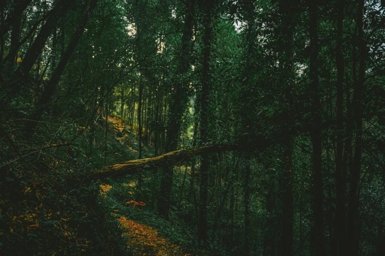 a fallen tree in the middle of a forest, inspired by Elsa Bleda, unsplash contest winner, sumatraism, path through a dense forest, instagram post, deep green, lo-fi