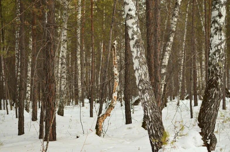 a man riding skis down a snow covered slope, an album cover, by Sergei Sviatchenko, unsplash contest winner, hurufiyya, heavy birch forest, bare bark, ((trees))