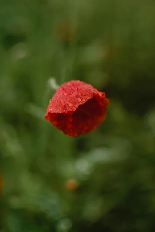 a red flower sitting on top of a lush green field, an album cover, by Attila Meszlenyi, pexels, dew drops, poppy, pixelated, ignant