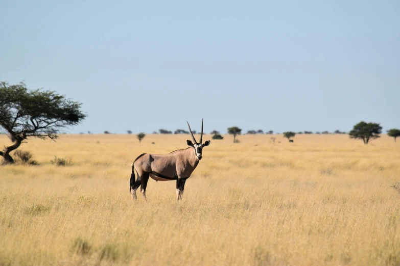 a large antelope standing on top of a dry grass field, acacia trees, 2019 trending photo, fan favorite, no cropping