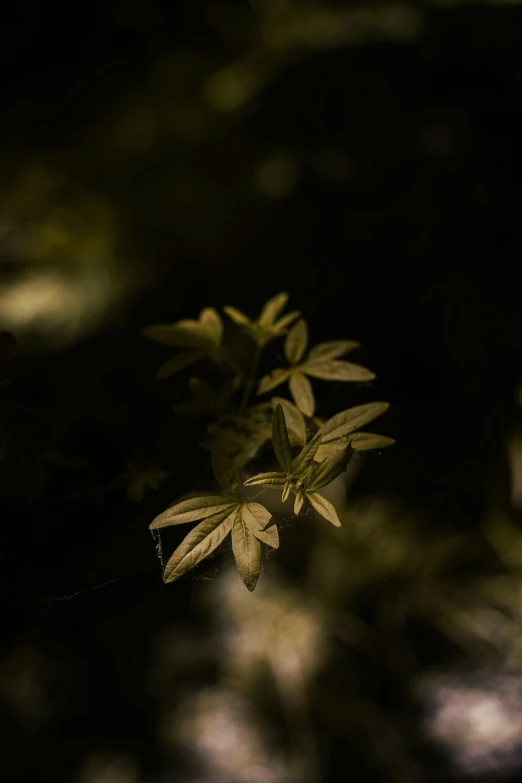 a close up of a leaf on a tree, unsplash, tonalism, in a forest at night, gold flowers, cinematic shot ar 9:16 -n 6 -g, green plant