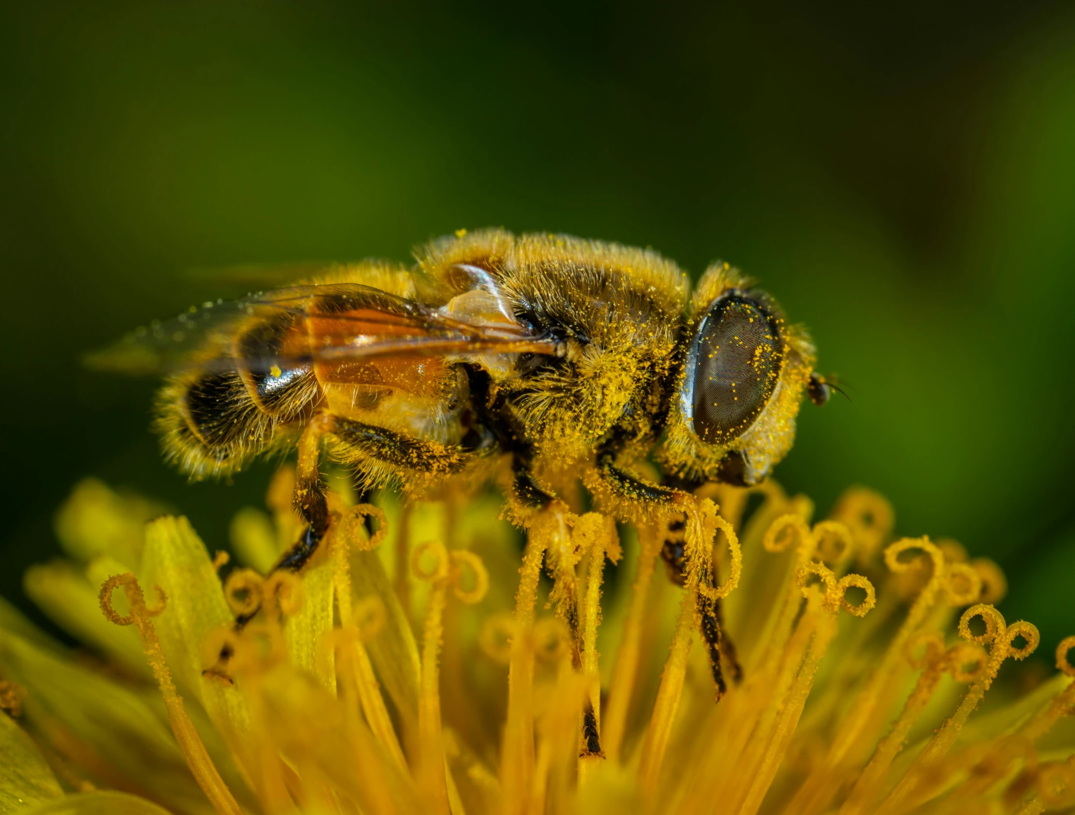 a bee sitting on top of a yellow flower, a macro photograph, by Adam Marczyński, pexels contest winner, hyperrealism, male with halo, slide show, 4 k, ready to eat