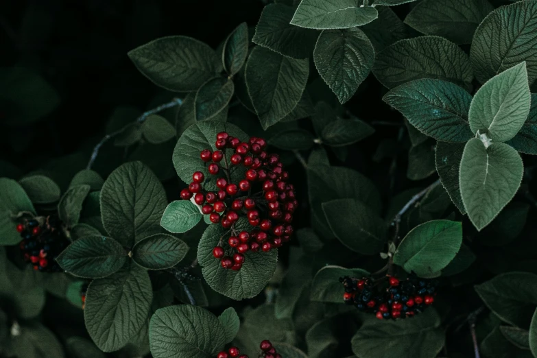 a bush with red berries and green leaves, inspired by Elsa Bleda, trending on pexels, shot on hasselblad, green and black, seeds, portrait shot 8 k