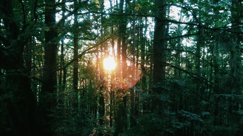 the sun is shining through the trees in the woods, inspired by Elsa Bleda, unsplash, light and space, # nofilter, instagram photo, the sun is setting, a green gold forest in japan