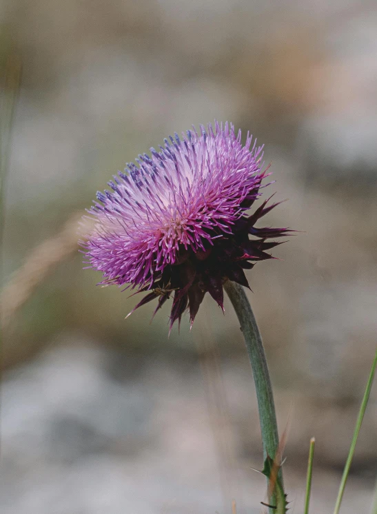 a purple flower sitting on top of a lush green field, sharp spiky rocks, slide show, photograph, alessio albi