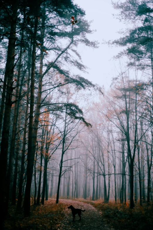 a dog standing in the middle of a forest, inspired by Elsa Bleda, unsplash contest winner, romanticism, pale blue fog, autumn bare trees, ((trees)), music