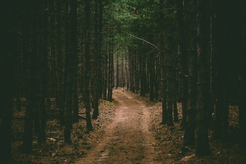 a dirt path in the middle of a forest, inspired by Elsa Bleda, unsplash contest winner, renaissance, 2 5 6 x 2 5 6 pixels, pine wood, carson ellis, the scary empty liminal spaces