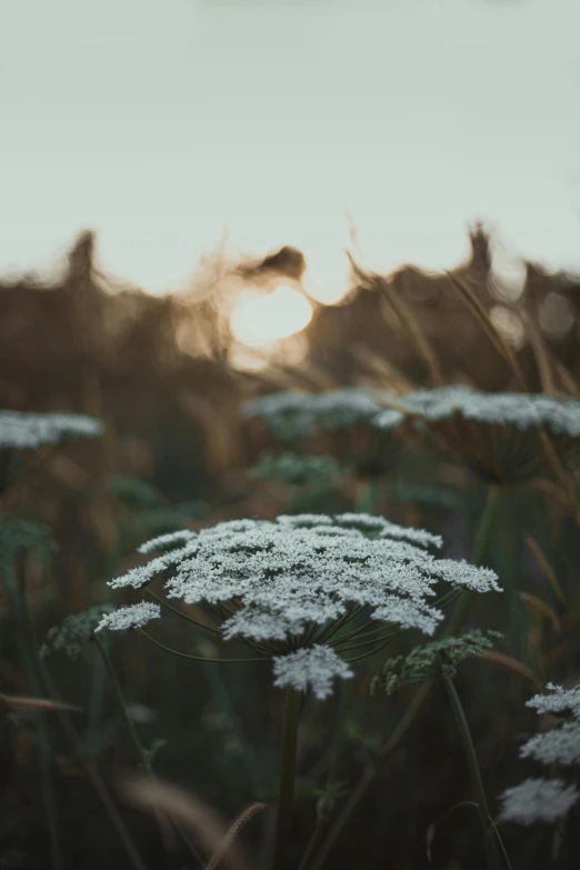 a field full of white flowers with the sun in the background, a picture, inspired by Elsa Bleda, unsplash contest winner, late summer evening, intricate beauty, upclose, today\'s featured photograph 4k