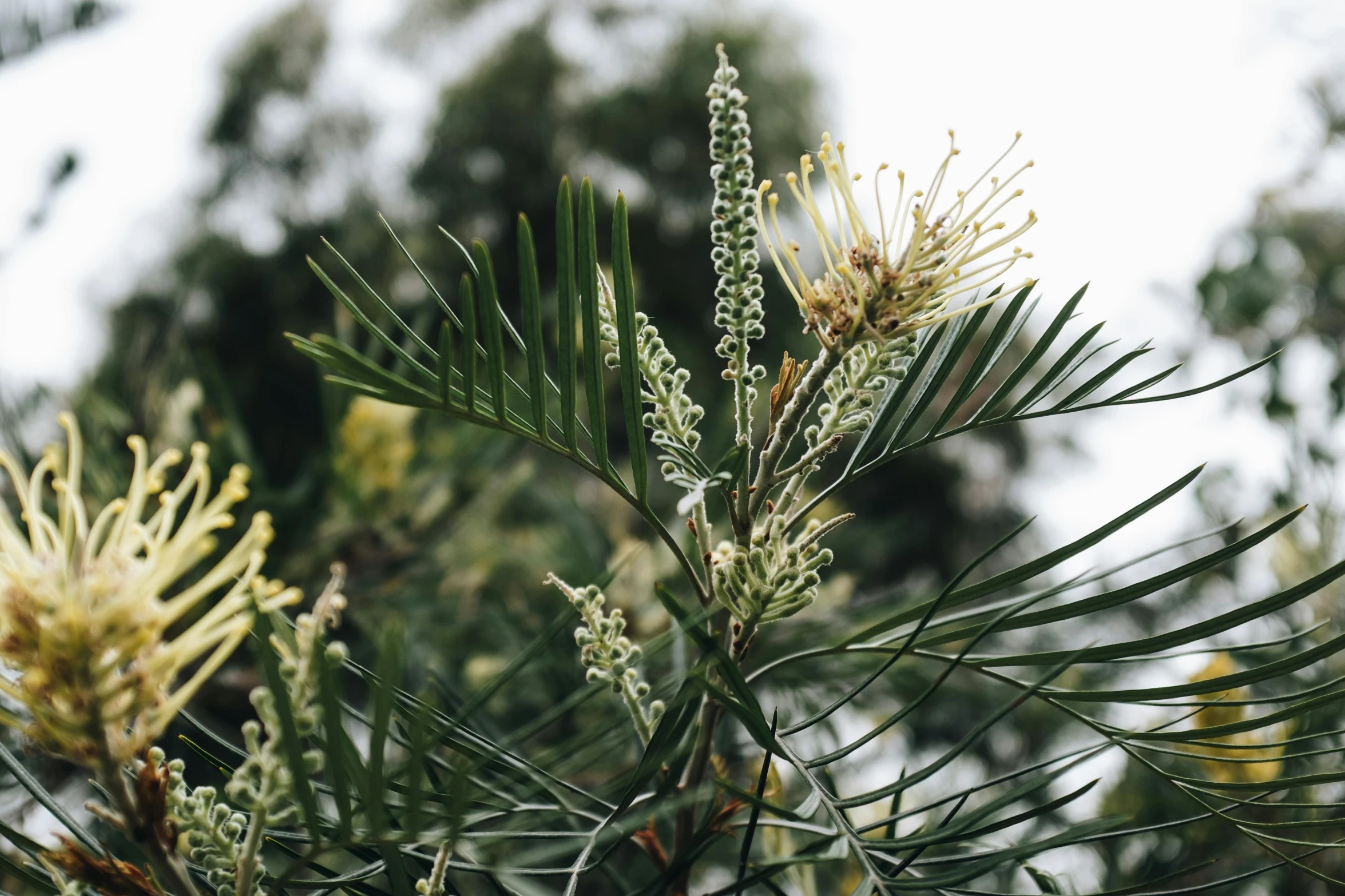 a close up of a flower on a tree, by Elizabeth Durack, unsplash, hurufiyya, with matsu pine trees, plant specimens, dwell, with soft bushes