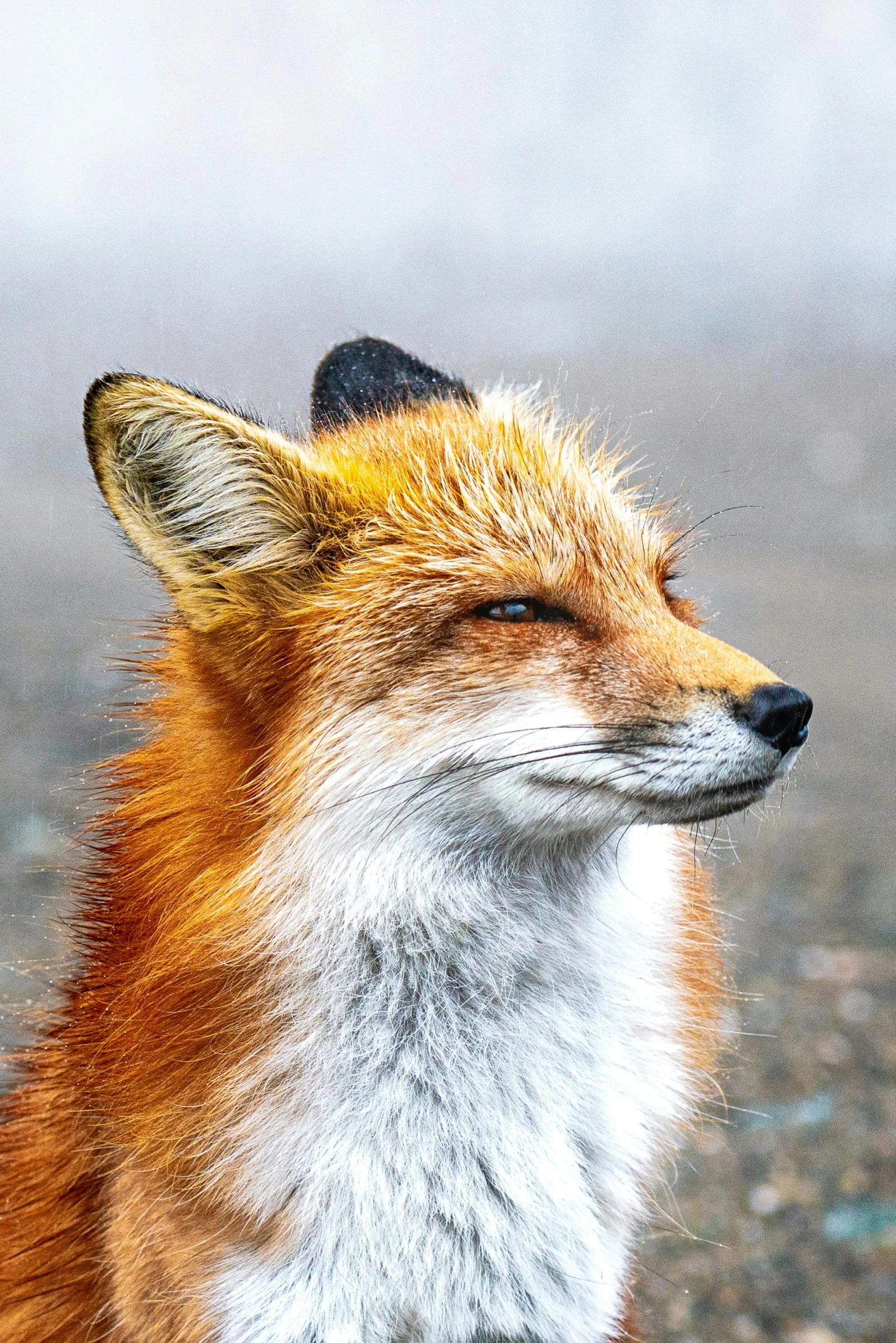 a close up of a red fox on a beach, a portrait, by Jason Felix, trending on pexels, face looking skyward, thoughtful pose, high quality photo, ultrawide image