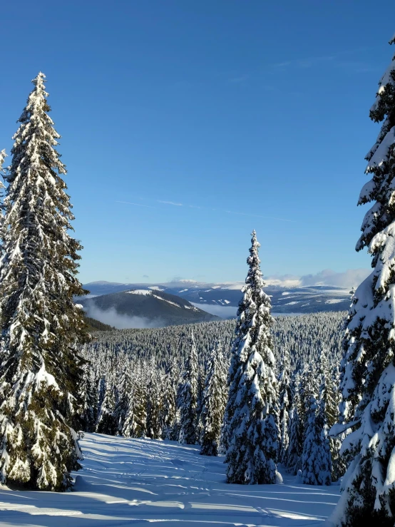 a man riding skis down a snow covered slope, overlooking a valley with trees, big trees, profile image, slide show