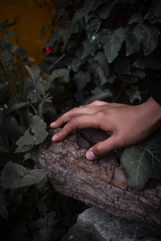 a close up of a person's hand on a log, inspired by Elsa Bleda, in a liminal underground garden, datura, sayem reza, contemplative