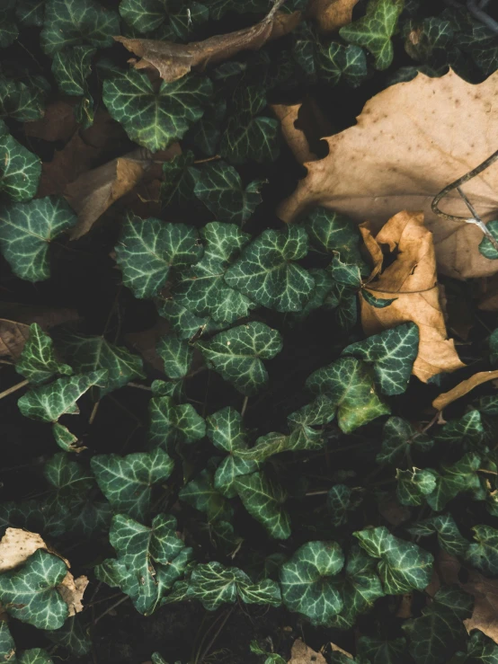 a leaf laying on top of a pile of leaves, trending on unsplash, visual art, overgrown ivy plants, background image, ansel ], multiple stories