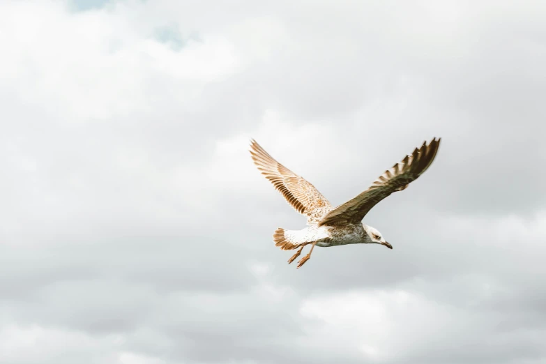 a bird that is flying in the sky, pexels contest winner, slight overcast weather, jen atkin, super high resolution, brown